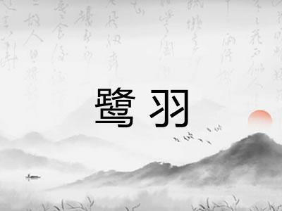 鹭羽